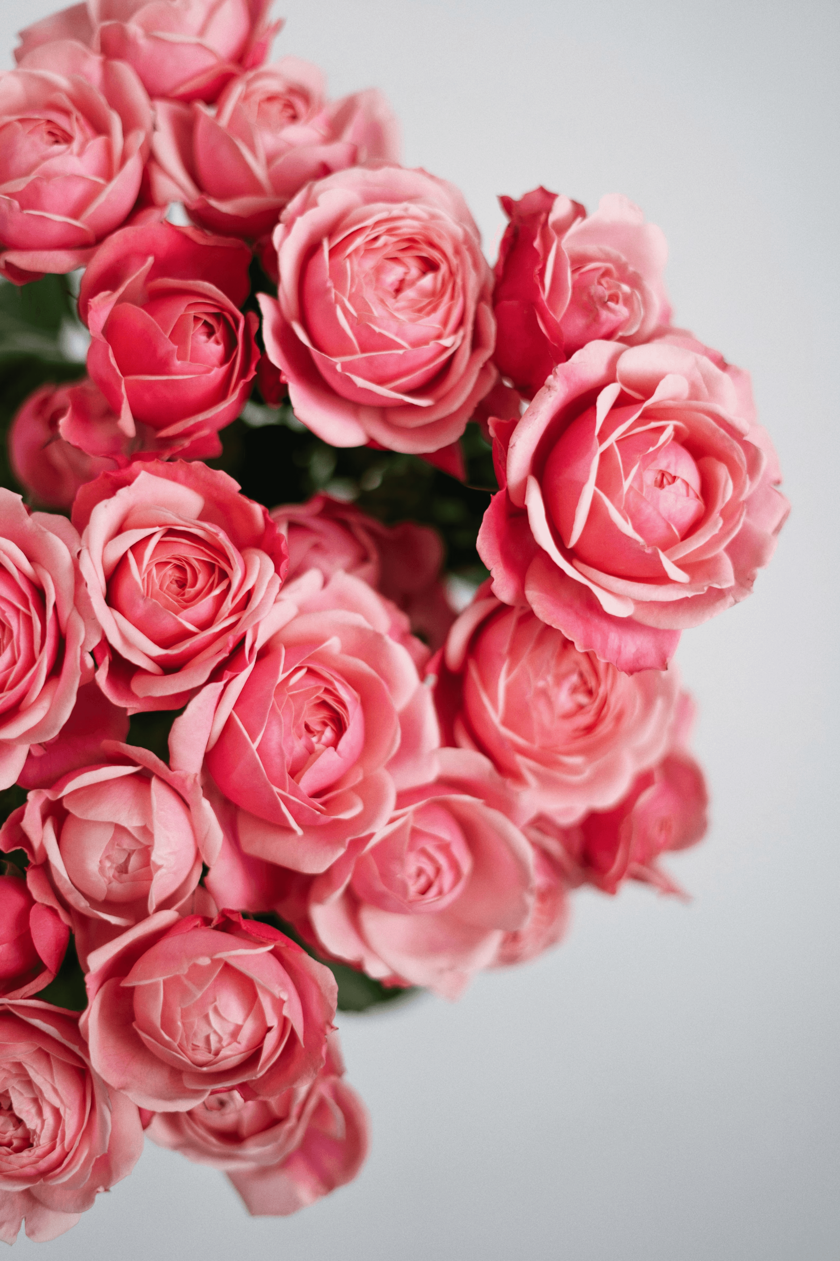 Clarity PetalS
