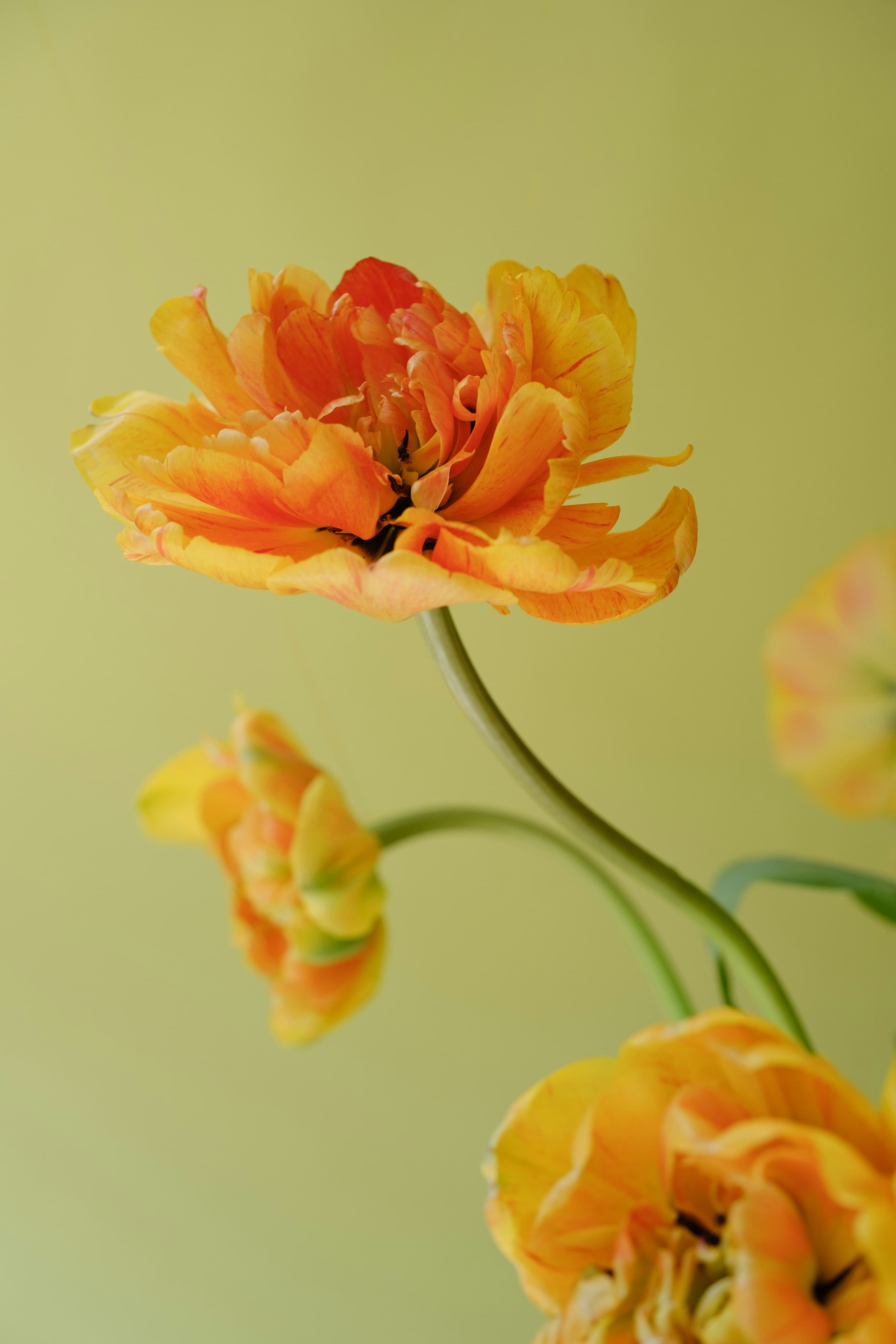 Orange flower