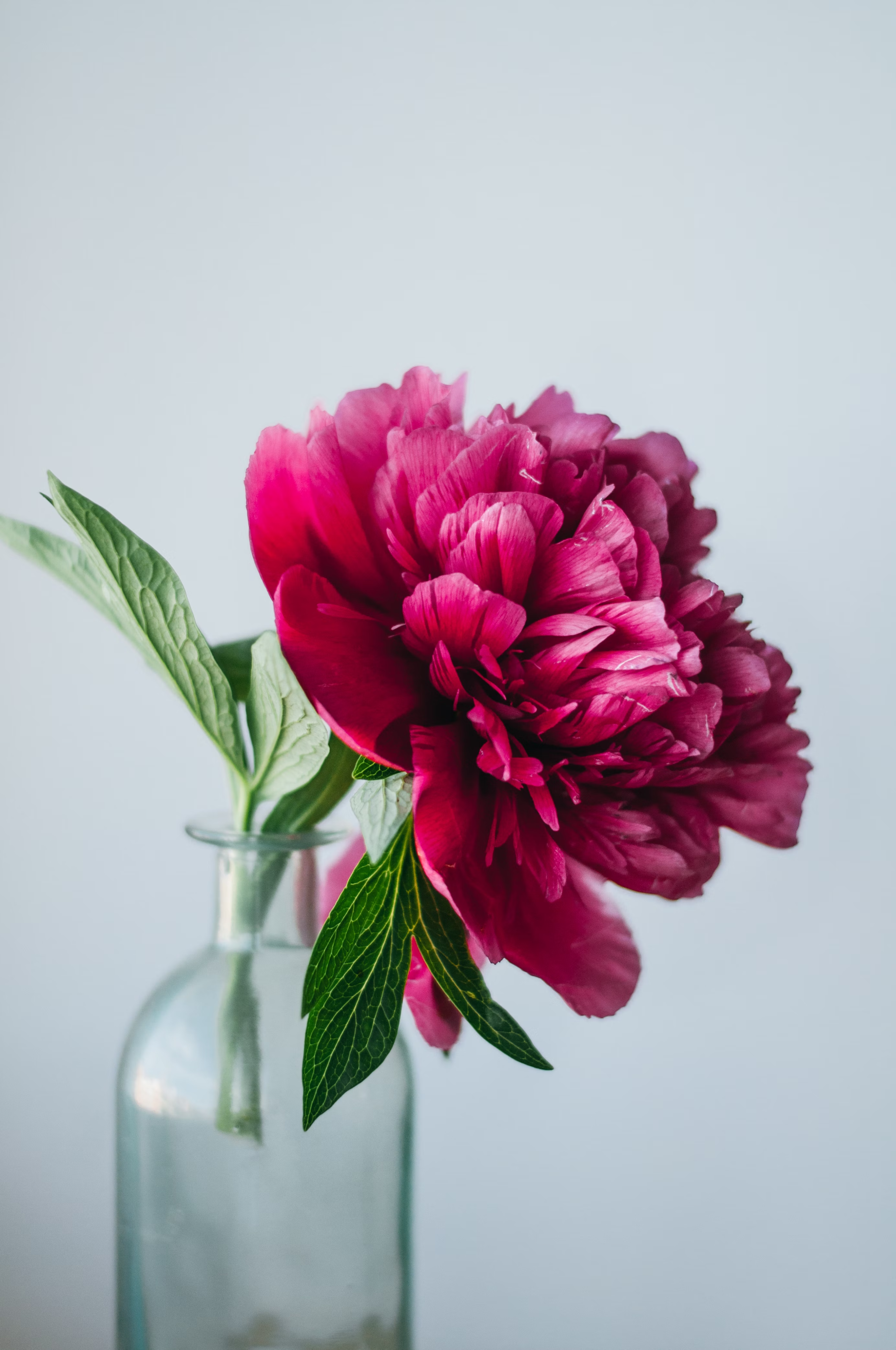 Skyline Bloom