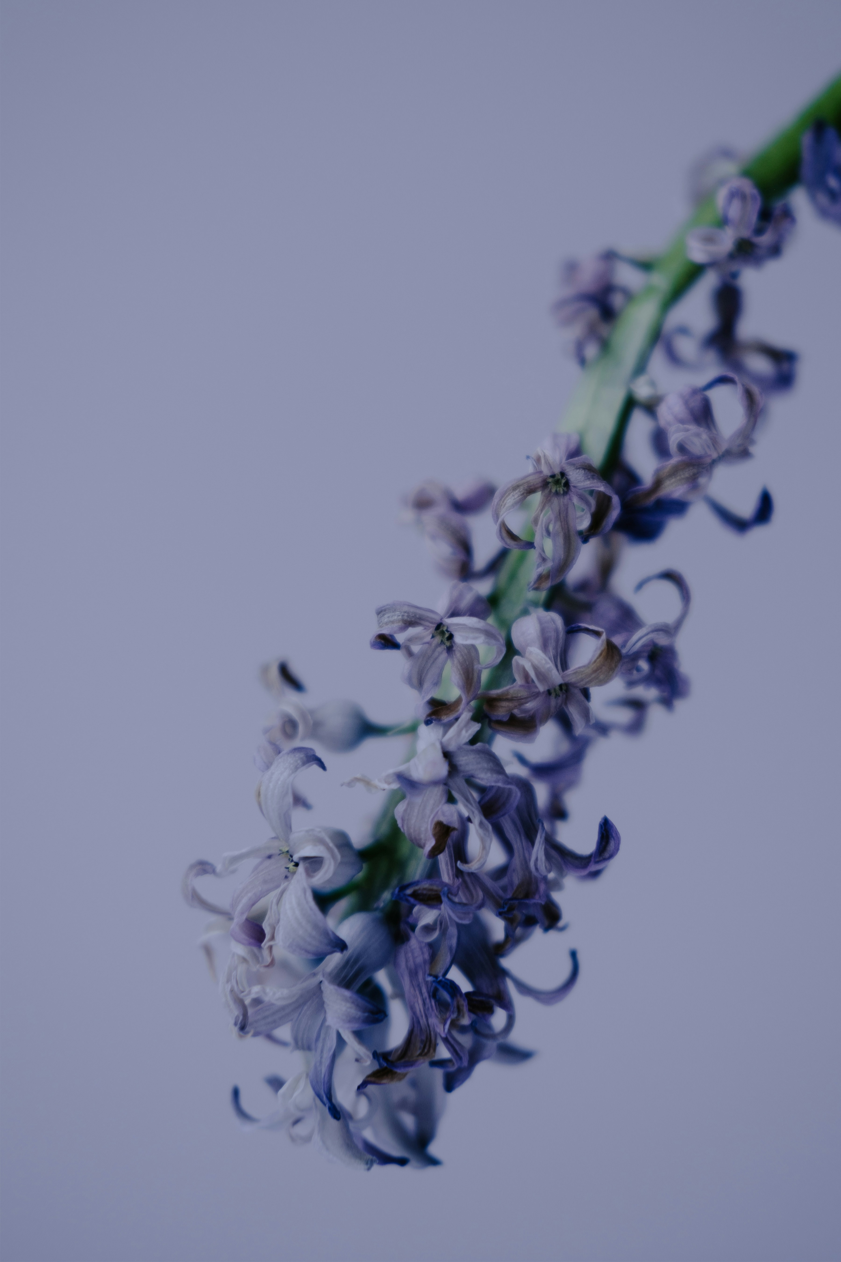 Purple flowers